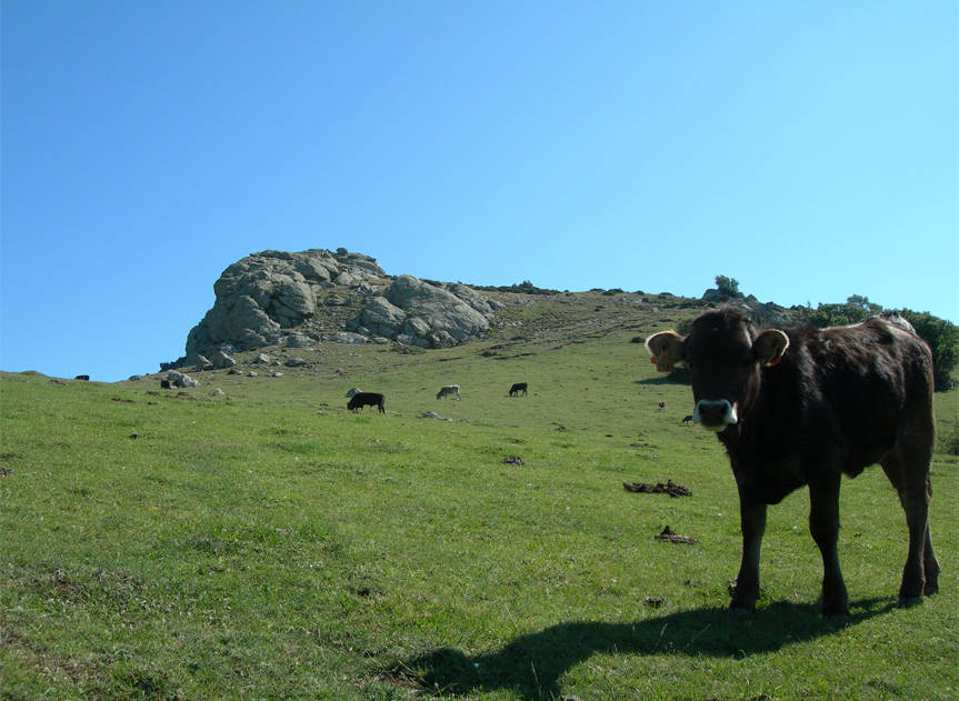 imatge de la Vaca de l'Albera