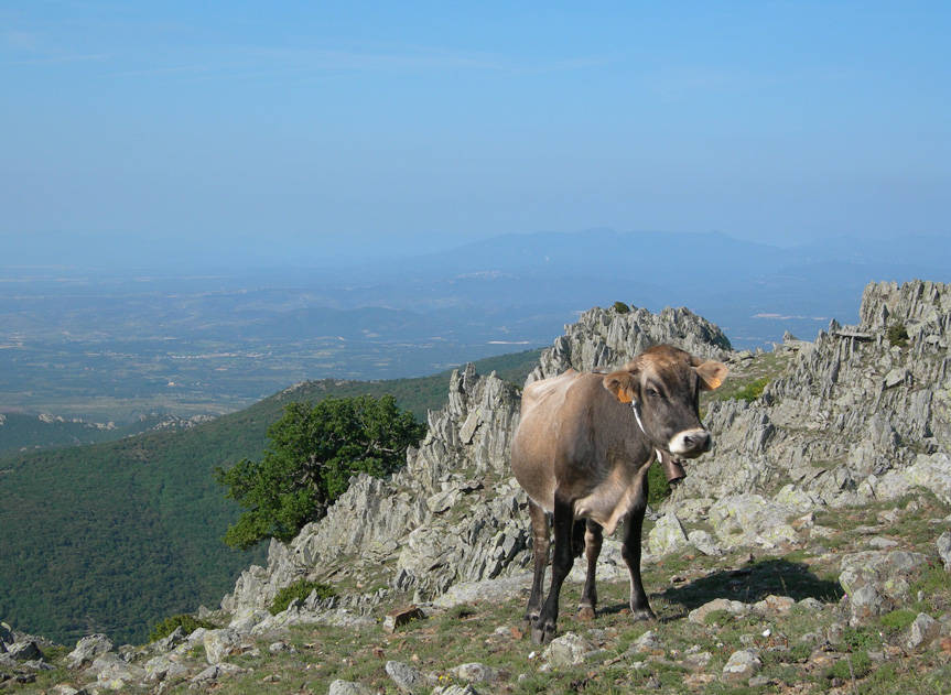 imatge de la Vaca de l'Albera