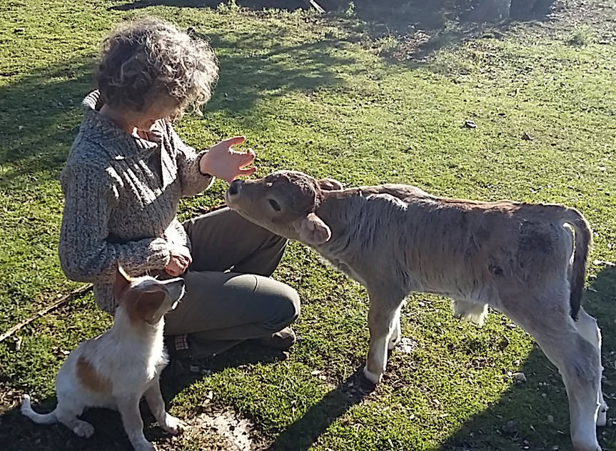 imatge Marta Carola amb la Vaca de l'Albera