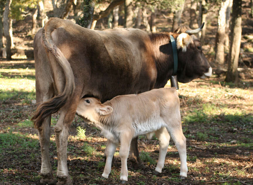 imatge de la Vaca de l'Albera