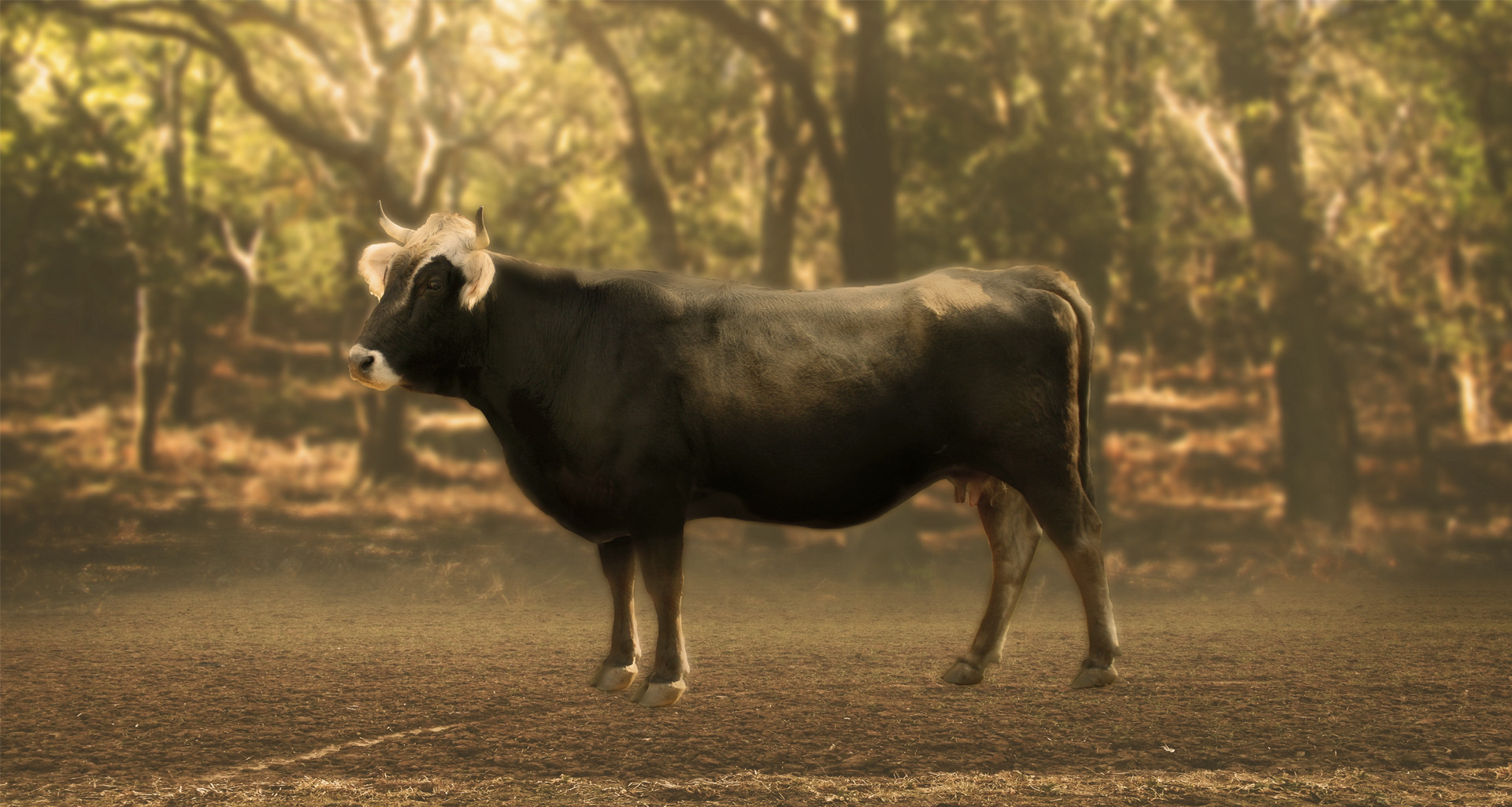 imatge de la vaca de l'Albera exterior