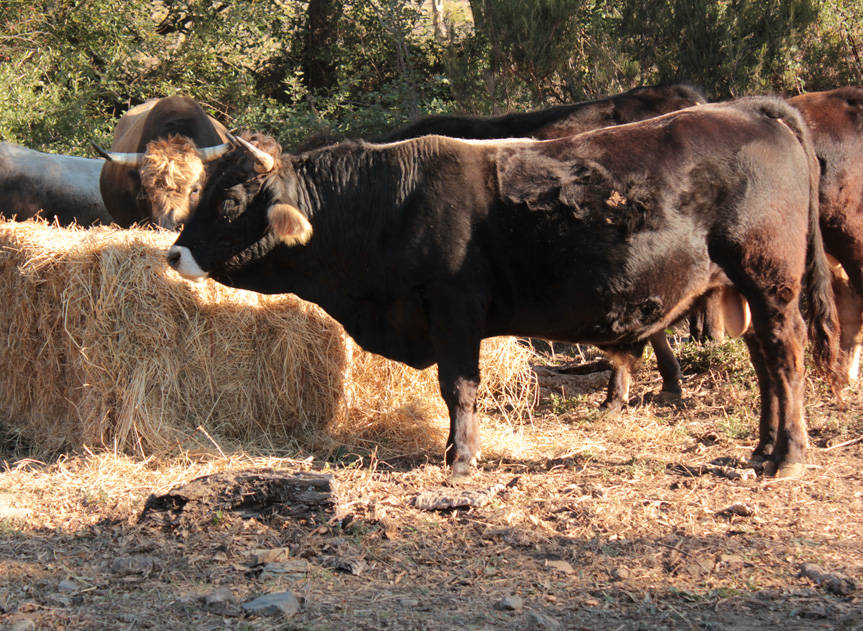 image the black cow of the Albera