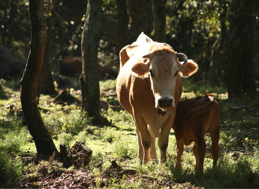 image the fagina cow of the Albera