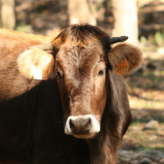 imagen la vaca de la Albera